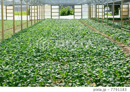 小松菜（無加温ハウス栽培） 7791183