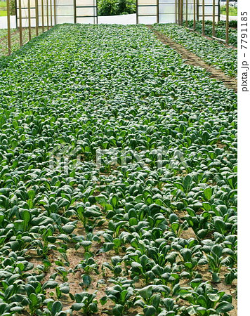 小松菜（無加温ハウス栽培） 7791185