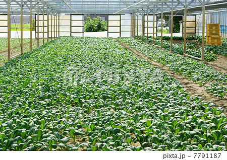 小松菜（無加温ハウス栽培） 7791187