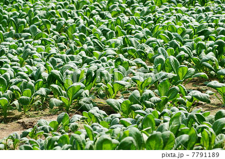 小松菜（無加温ハウス栽培） 7791189