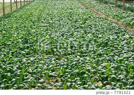 小松菜（無加温ハウス栽培） 7791321