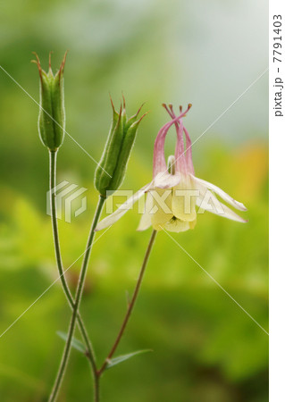 ヤマオダマキ 7791403