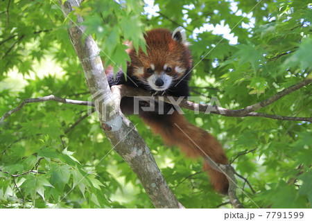 レッサーパンダ 7791599