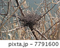 鳥の巣 7791600