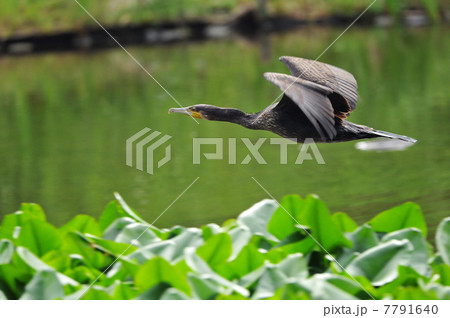 川鵜の飛翔 7791640