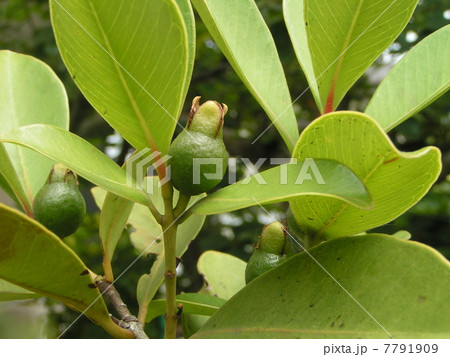 まだまだ若いトロピカルフルーツヒメグアバの実 7791909