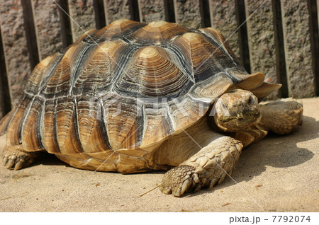 リクガメ 7792074