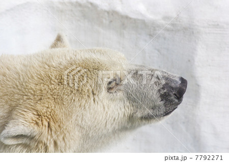 ホッキョクグマ ホッキョクグマ 7792271