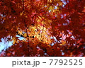 紅葉 7792525