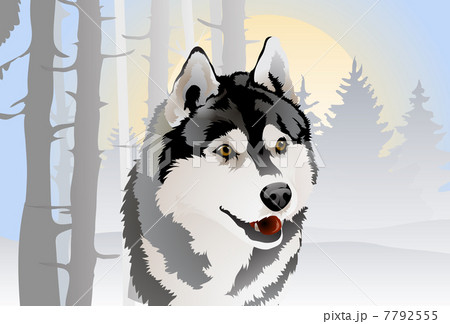 vector of the dog breed Siberian Husky in the forest 7792555