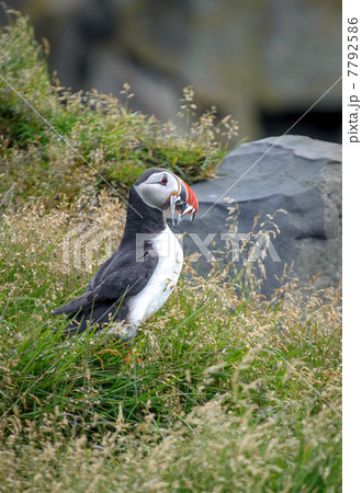 Puffin Puffin 7792586