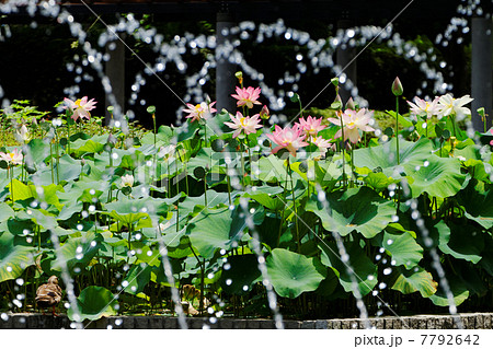 郷土の森公園の修景池のハスの花と噴水 7792642