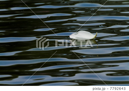 修景池のハスの花びらと水滴 7792643