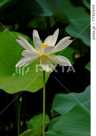 修景池のハスの花・舞妃蓮 7792644