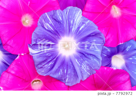 あさがおの花 7792972