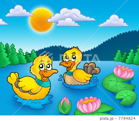 Two ducks and water lillies 7794824