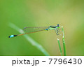 イトトンボ 7796430