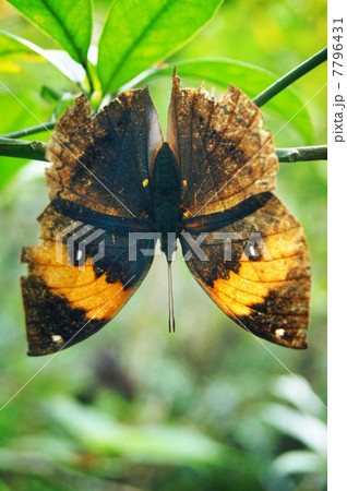 コノハチョウ 7796431