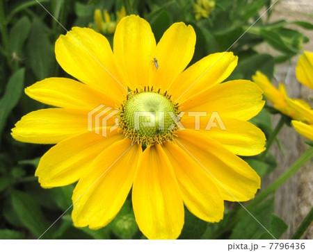 ヘリアンサス・アトロルベンス 7796436