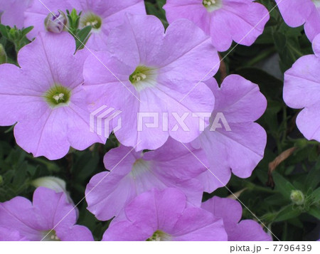 ペチュニア 7796439