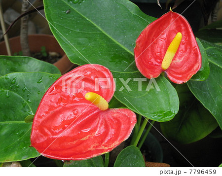 アンスリウム 7796459