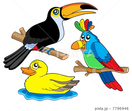Various birds collection 01 Various birds collection 01 7796946