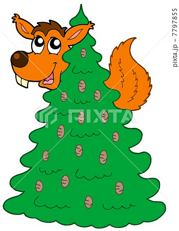 Squirrel on coniferous tree Squirrel on coniferous tree 7797855