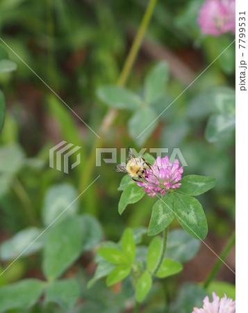 アカツメクサとミツバチ 7799531