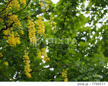 雨の日のキングサリ 7799577