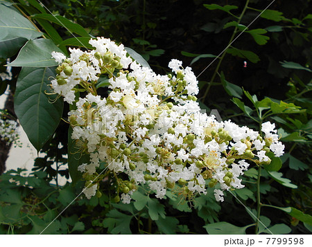 白いサルスベリ 7799598