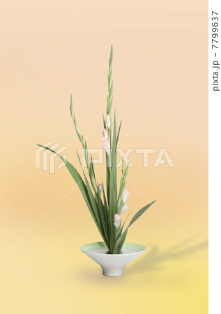 いけばな 7799637