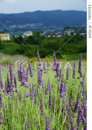 信州国際音楽村ラベンダー祭りとラベンダー畑 信州国際音楽村ラベンダー祭りとラベンダー畑 7800093