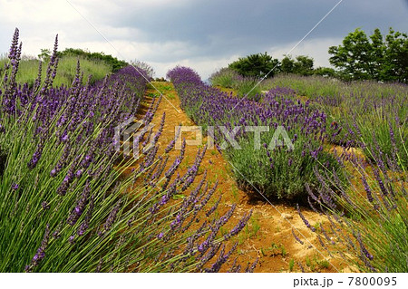 信州国際音楽村ラベンダー祭りとラベンダー畑 7800095