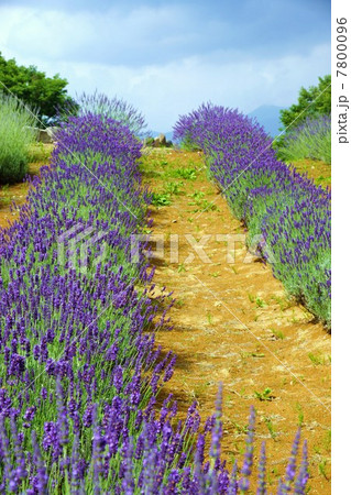 信州国際音楽村ラベンダー祭りとラベンダー畑 7800096