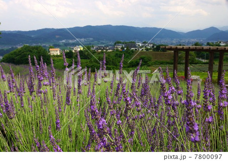 信州国際音楽村ラベンダー祭りとラベンダー畑 7800097