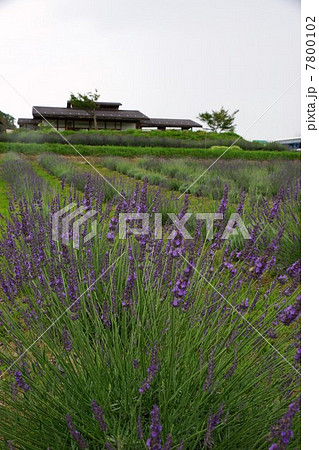 信州国際音楽村ラベンダー祭りとラベンダー畑 7800102