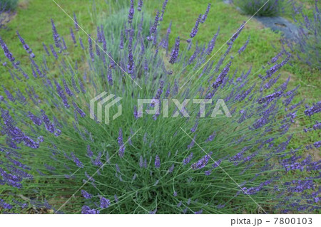 信州国際音楽村ラベンダー祭りとラベンダー畑 7800103