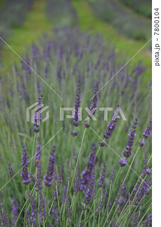 信州国際音楽村ラベンダー祭りとラベンダー畑 7800104