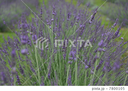 信州国際音楽村ラベンダー祭りとラベンダー畑 信州国際音楽村ラベンダー祭りとラベンダー畑 7800105