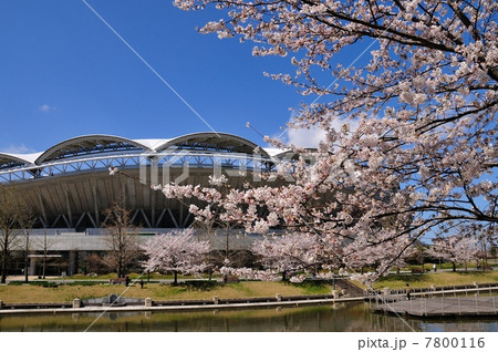 桜咲くビッグスワン 7800116