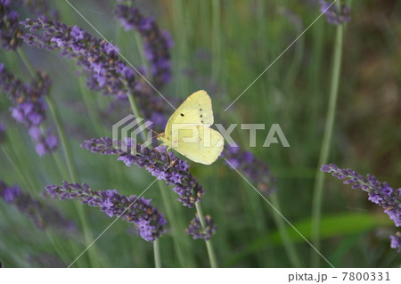 信州国際音楽村ラベンダー祭りとラベンダー畑の蝶 7800331