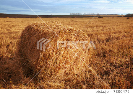 Hay bales on the field Hay bales on the field 7800473