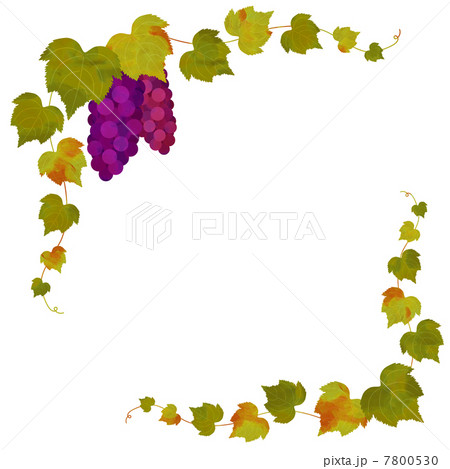 ぶどう 装飾 ぶどう 装飾 7800530