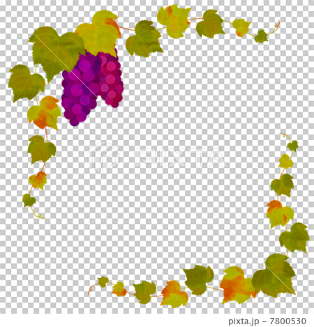 ぶどう 装飾 ぶどう 装飾 7800530