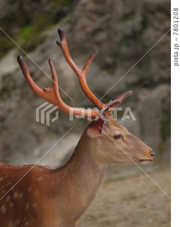 エゾシカ　雄のよこ顔 7801208