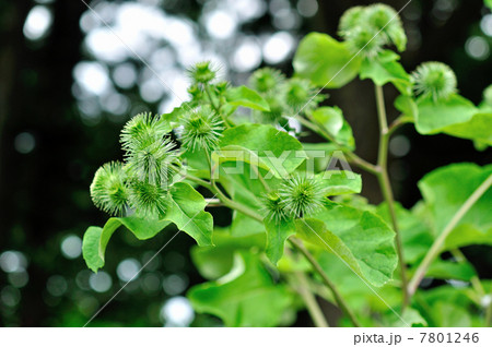 植物・ゴボウ キク科 植物・ゴボウ キク科 7801246