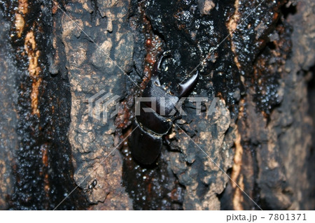 ヒラタクワガタ ヒラタクワガタ 7801371