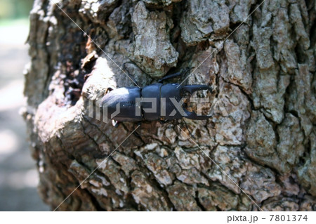 ヒラタクワガタ ヒラタクワガタ 7801374