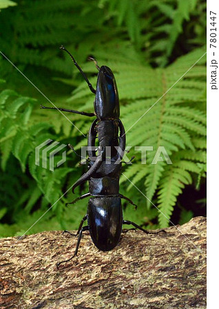 マンディブラリスフタマタクワガタ同士の森林での戦い 7801447