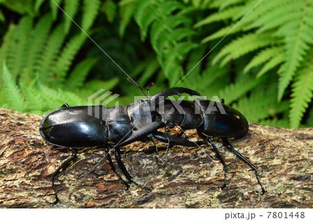 マンディブラリスフタマタクワガタ同士の森林での戦い 7801448